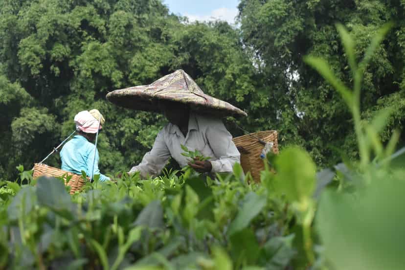 Two tea-garden workers in broad woven hats and back-baskets plucking leaves among the tea bushes of an Assam garden
