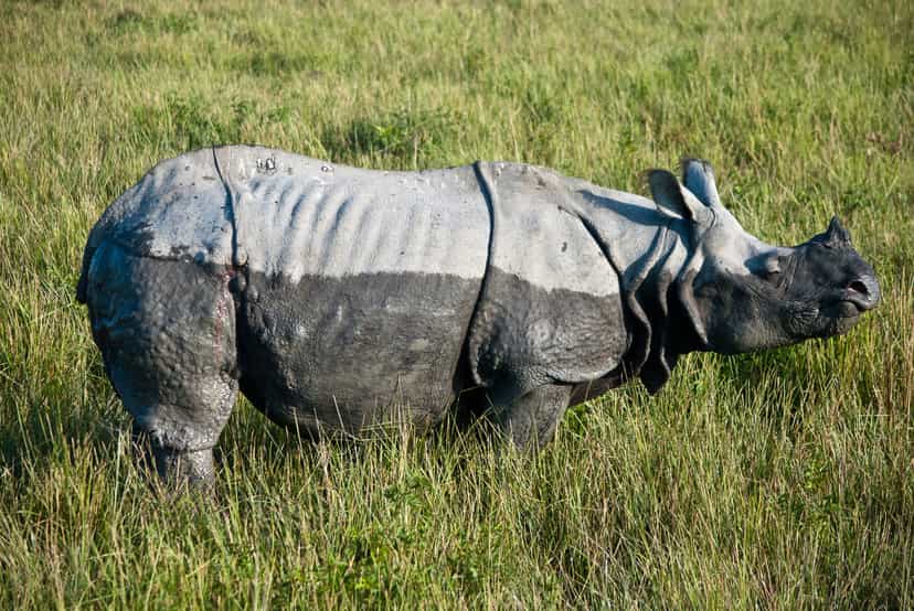 A greater one-horned rhinoceros standing side-on in open green grassland at Kaziranga, its plated hide and single horn sharp and clear
