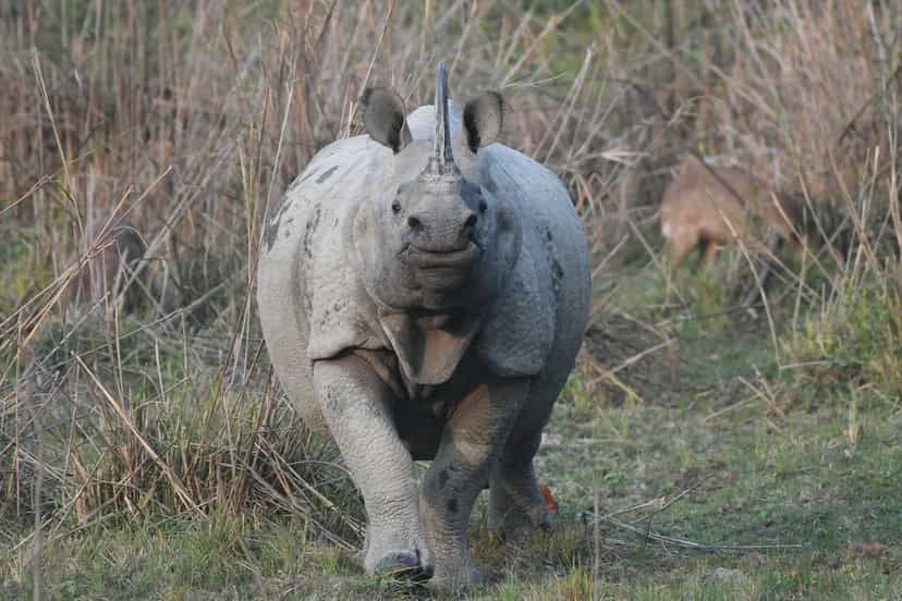 An adult greater one-horned rhinoceros walking head-on through grassland toward the camera