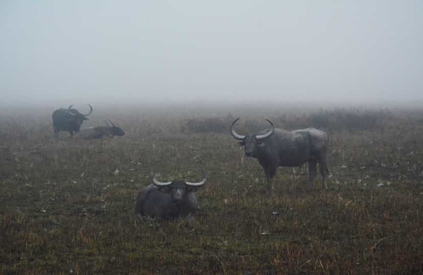A wild water buffalo with broad sweeping horns standing among resting buffalo in dawn mist on grassland