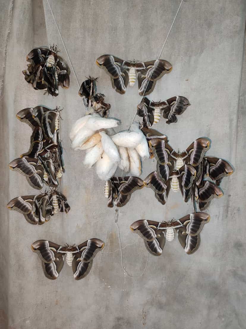 Several brown adult eri silkmoths arranged on a grey cloth around a cluster of white open-ended cocoons