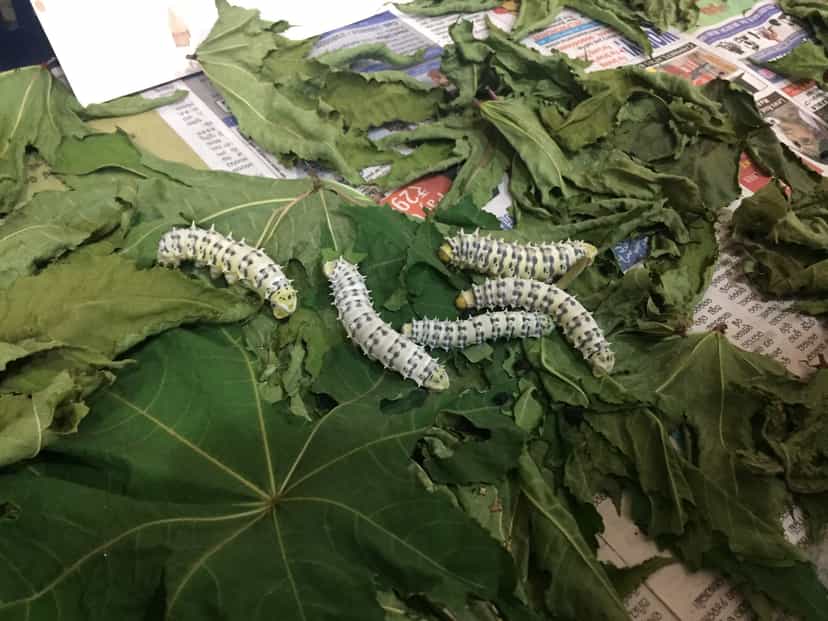 Pale yellow-and-white spiny eri silkworms on green castor leaves spread on a tray