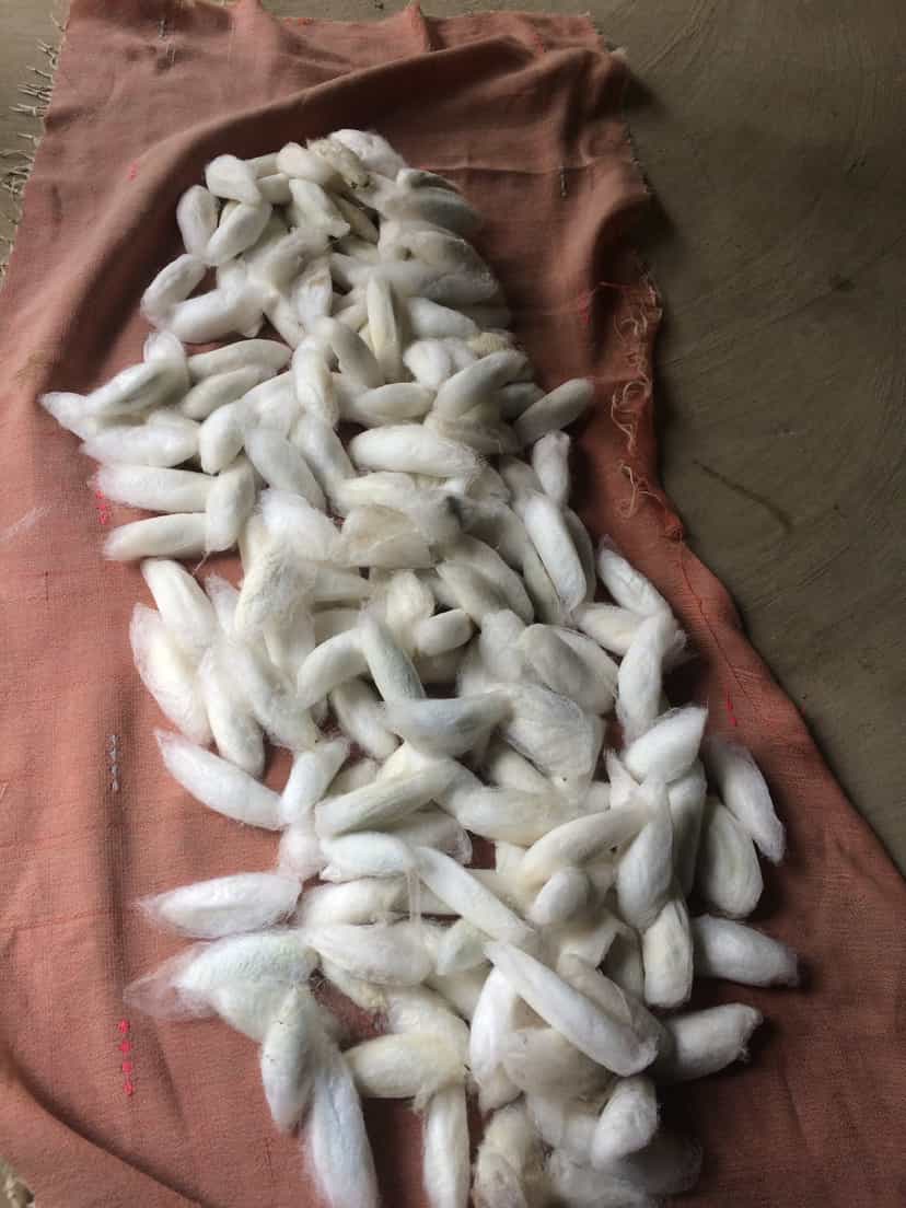 A heap of white, fluffy open-ended eri silk cocoons gathered on a pink cloth