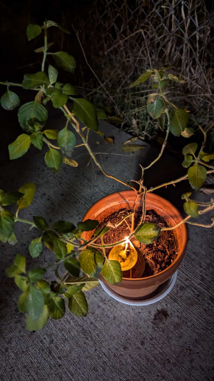 A small clay lamp burning at the base of a tulsi (holy basil) plant in an earthen pot at dusk