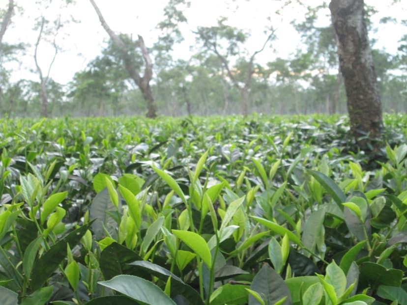 Close view of pluckable tea bushes in an Assam tea garden, with shade trees behind