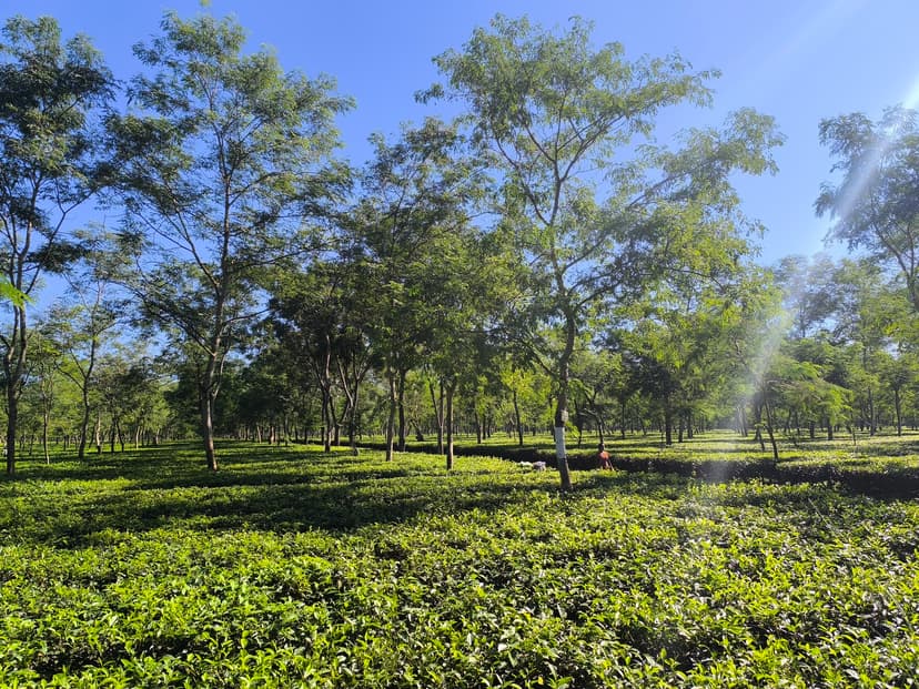 Sunlit rows of clipped waist-high tea bushes running back under tall shade trees to a deep blue sky, with low golden side-light