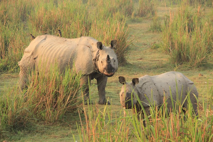 A greater one-horned rhino cow and her calf standing in tall grass in early light, mynas riding the cow's back