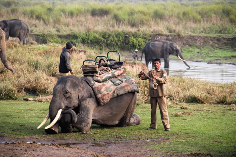 A uniformed Kaziranga staff member holding a rope beside a kneeling saddled elephant, more elephants at the water behind