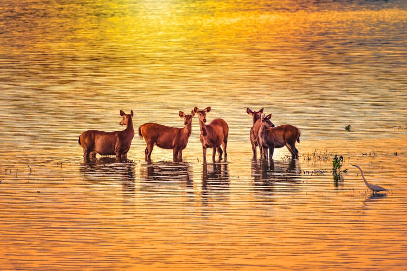Five sambar deer standing belly-deep in a sheet of floodwater at Kaziranga in golden evening light, an egret at the right