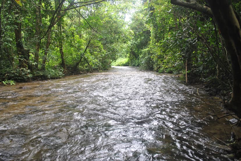 A shallow forest stream running over a stony bed through a tunnel of dense green semi-evergreen forest, the canopy closing overhead and trees crowding both banks