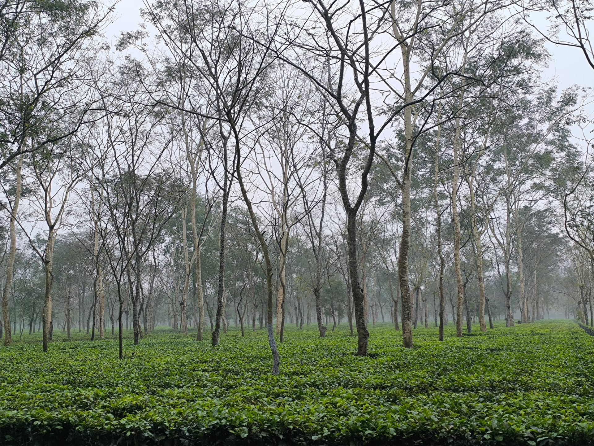 Clipped tea bushes carpeting the ground beneath tall shade trees in a misty Dibrugarh tea garden