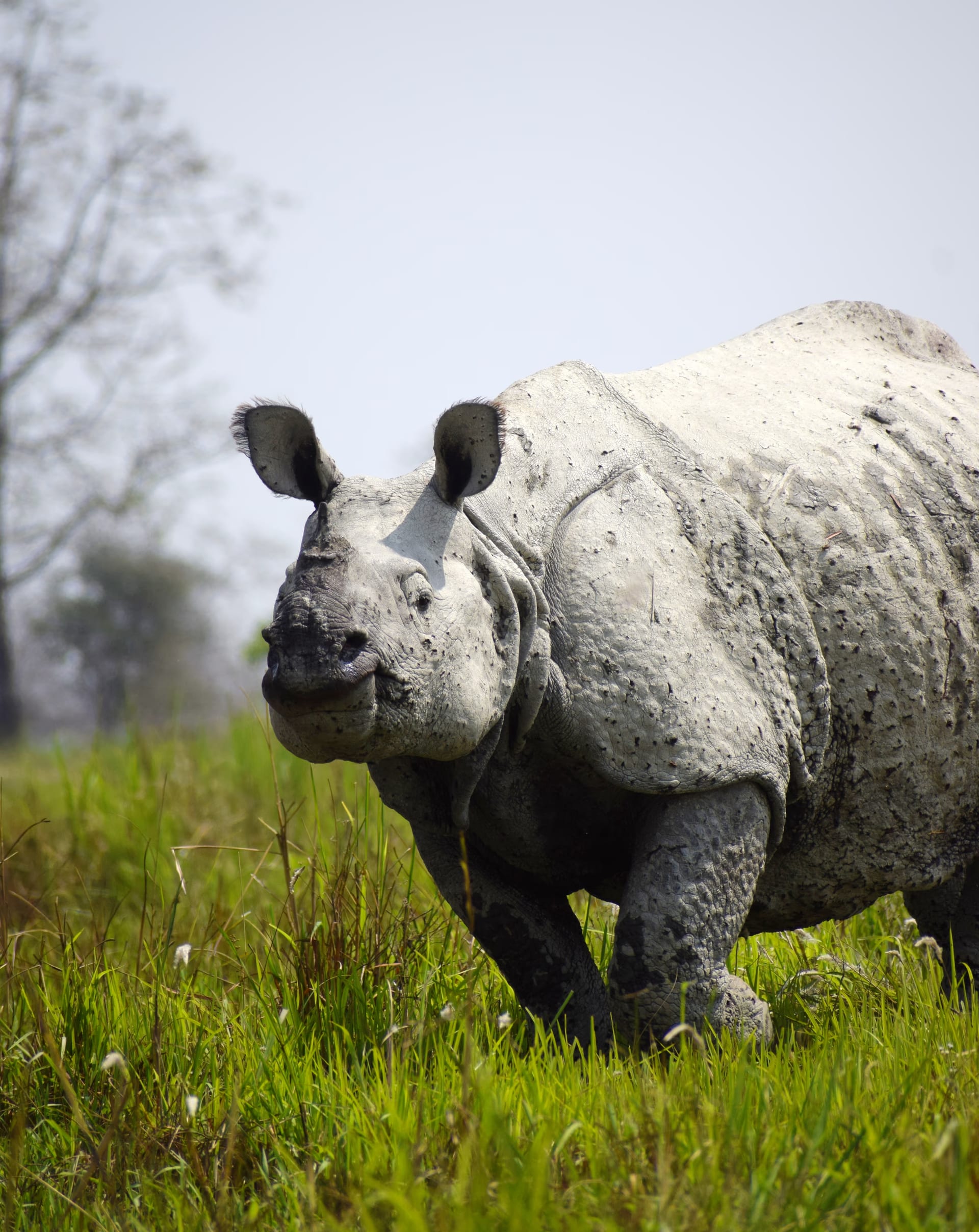 A greater one-horned rhinoceros standing in green grassland, its single horn and armour-plated hide clearly visible