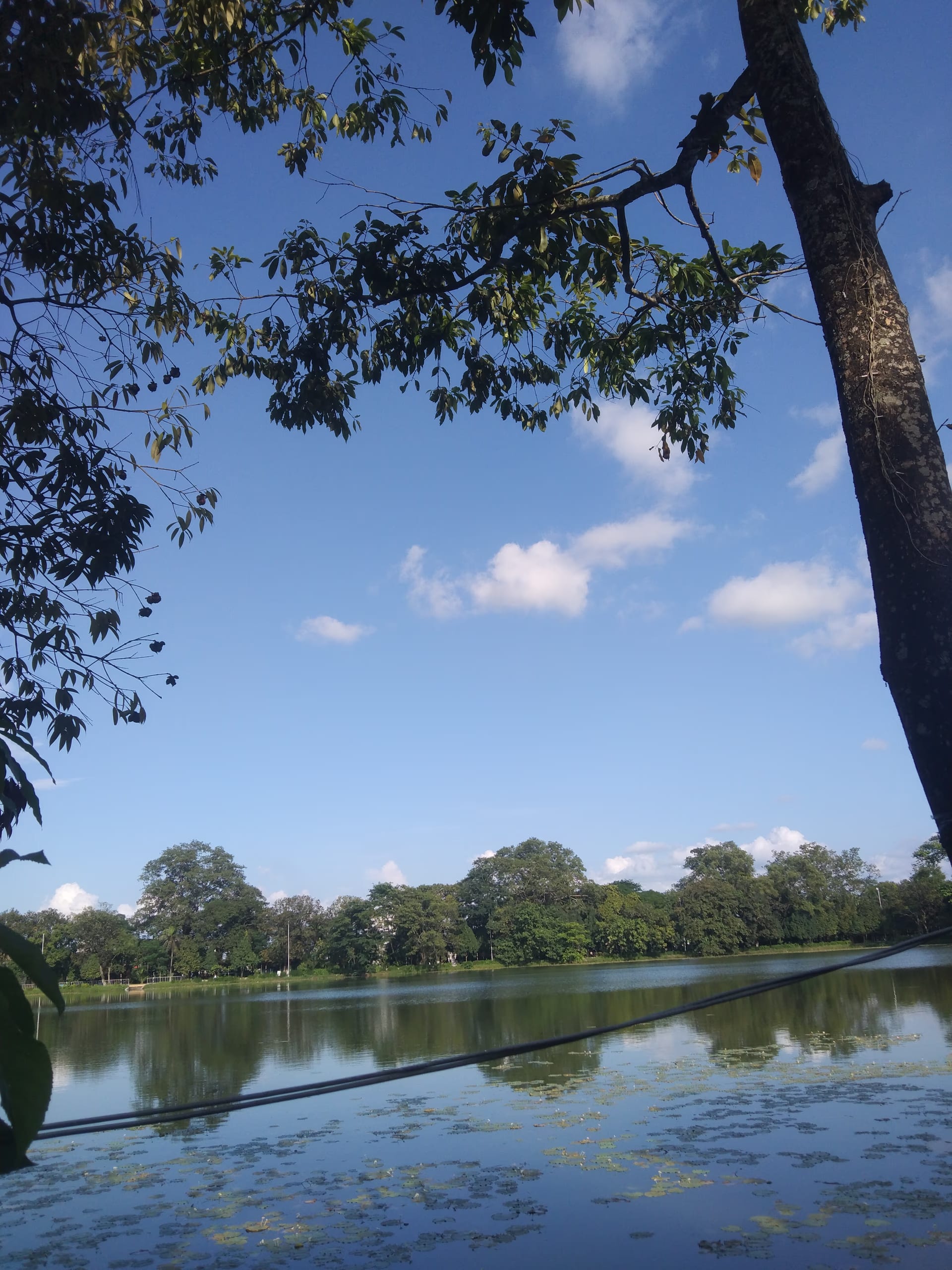 A large tree-lined tank with calm, lily-dotted water under an open sky at Tinsukia