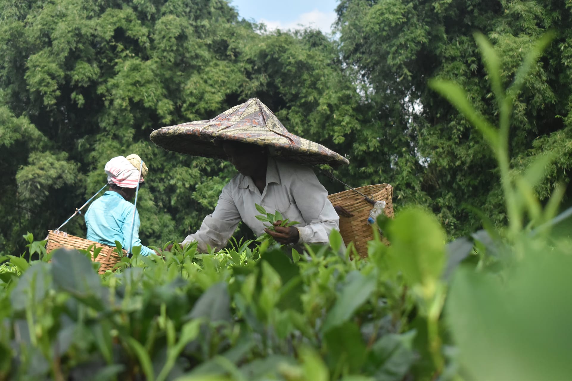 Two tea-garden workers in broad woven hats and back-baskets plucking leaves among the tea bushes of an Assam garden