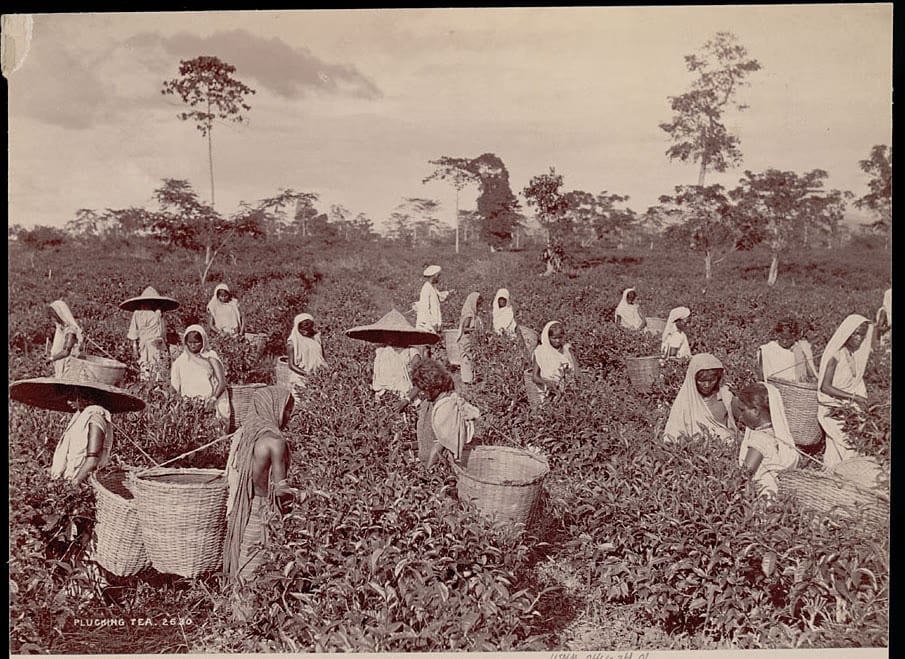 A group of women in white drapes and conical leaf hats picking leaves among waist-high tea bushes, large cane baskets among them, scattered trees on the skyline behind.