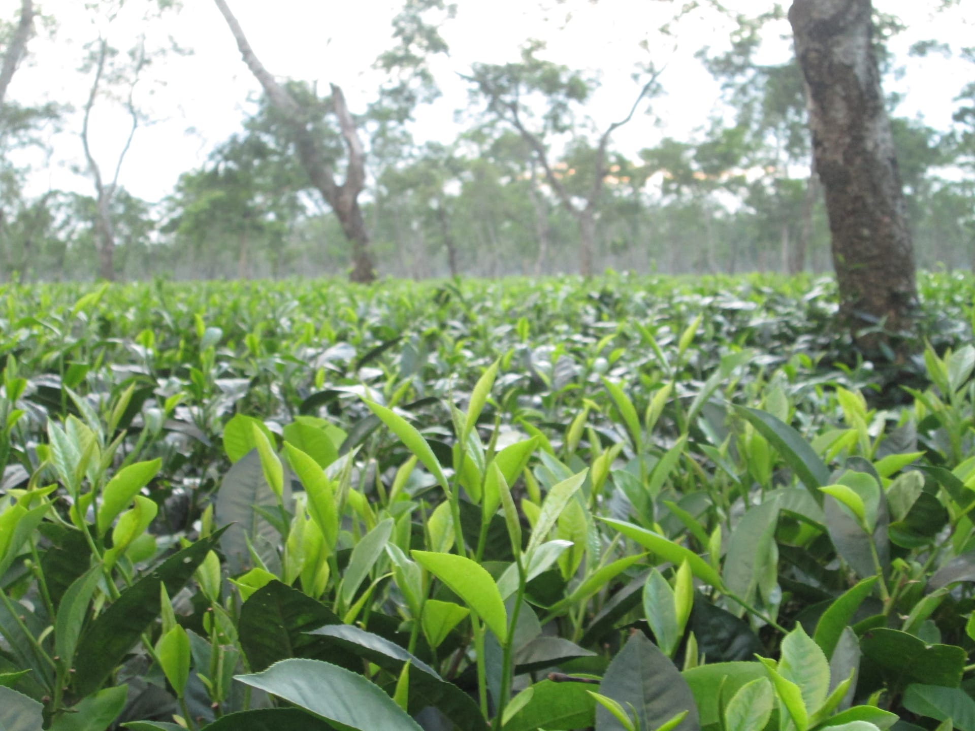 Close view of pluckable tea bushes in an Assam tea garden, with shade trees behind