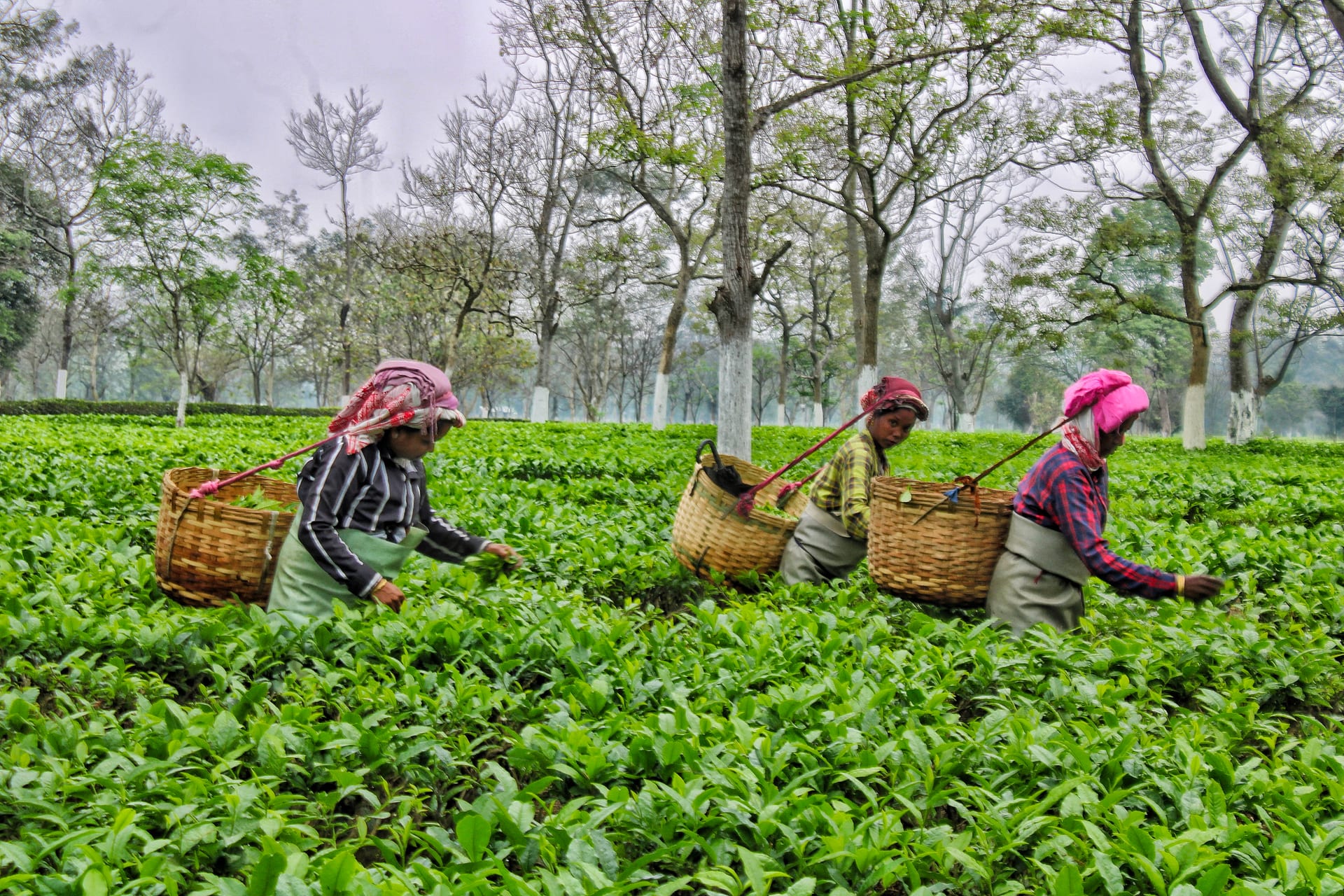 Three women in headscarves with cane baskets on their backs, bent over the bushes plucking the top leaves in an Assam tea garden, shade trees behind