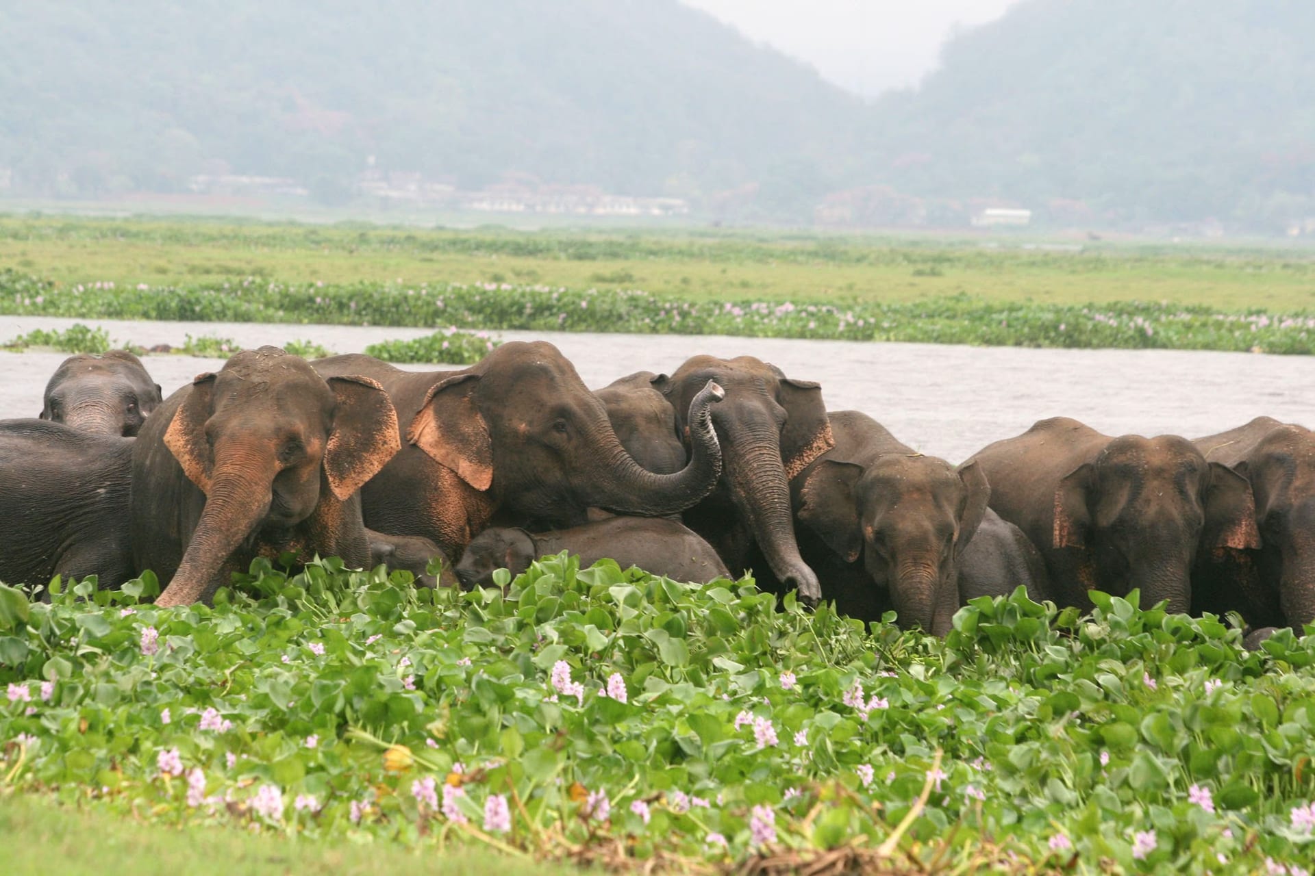 A herd of wild elephants feeding among water hyacinth at the edge of a wetland, hills hazy in the distance