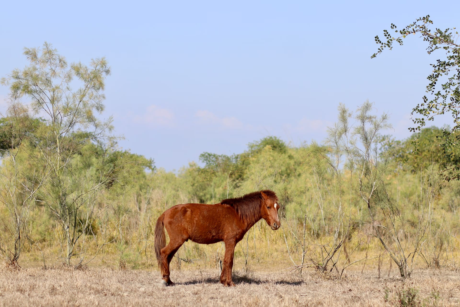 A lone chestnut feral horse standing on dry grassland at Dibru-Saikhowa, its dark mane and tail catching the light, a low wall of pale reedy scrub and slender trees behind under a pale blue sky