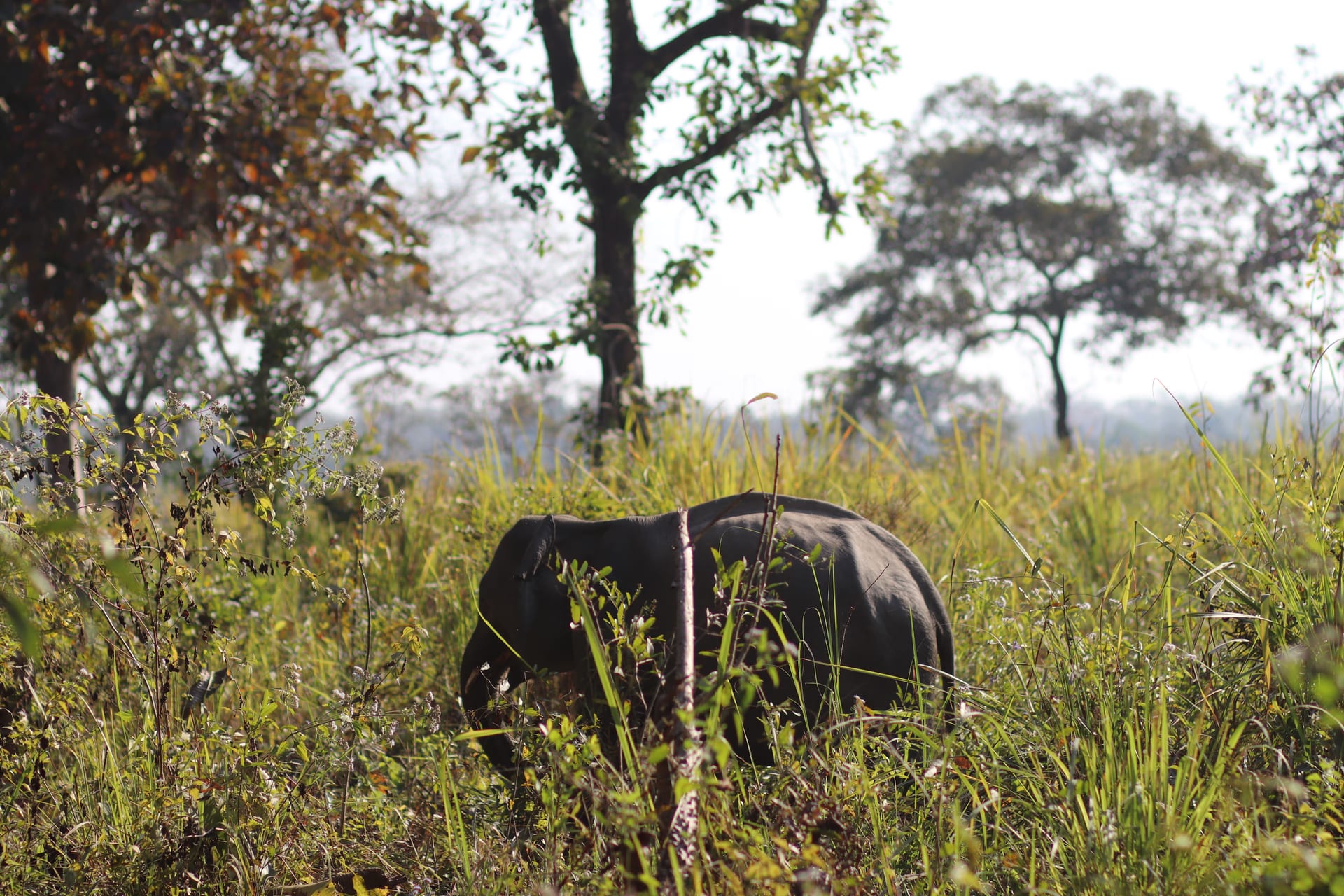 A wild elephant grazing shoulder-deep in tall golden grass, trees and open sky behind, in soft daylight.