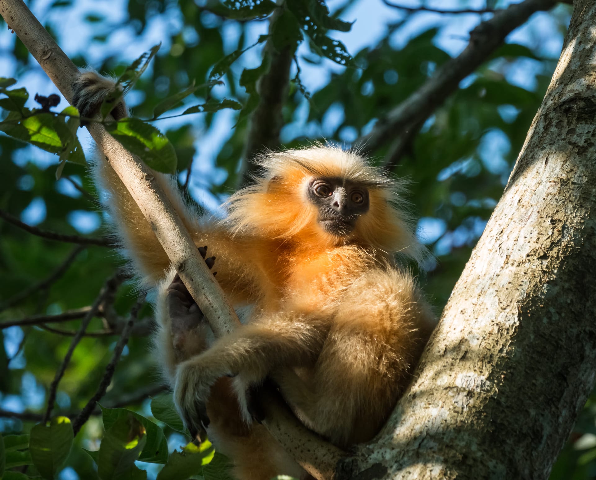 A golden langur with luminous golden-cream fur seated in a tree, looking out, sunlit against green foliage, near Manas