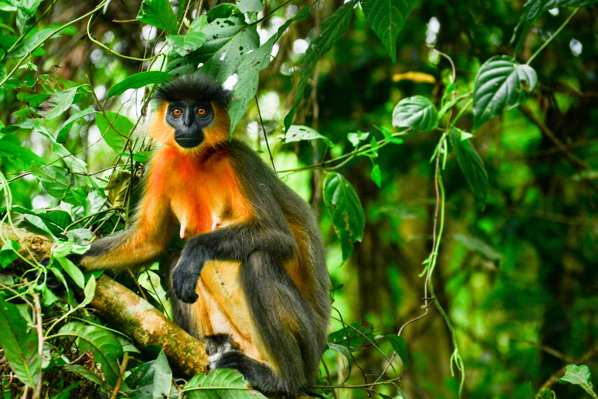 A capped langur perched in green forest foliage at Manas, its golden-orange underparts and chest glowing, dark grey limbs and a black face with bright orange eyes turned to the camera, a pale infant clinging beneath it
