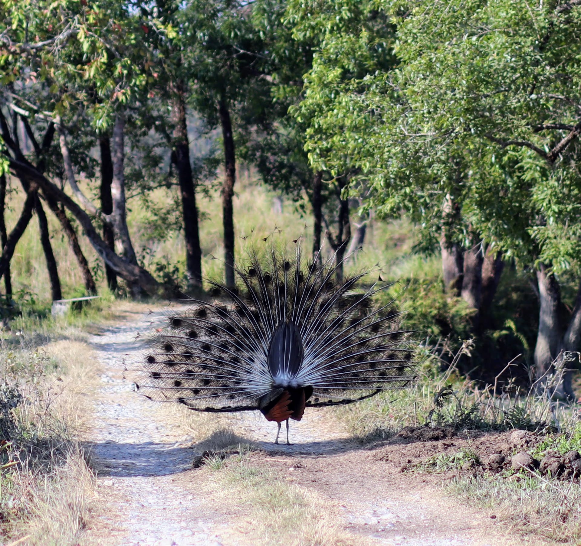 A wild peacock on a sunlit forest track at Manas, its iridescent train fully fanned in a great shimmering wheel of eye-spots, the open woodland of the park rising on either side