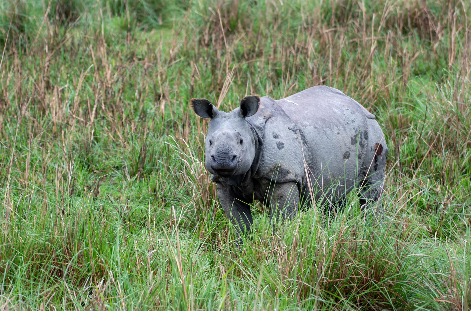 A greater one-horned rhinoceros standing in tall green grassland