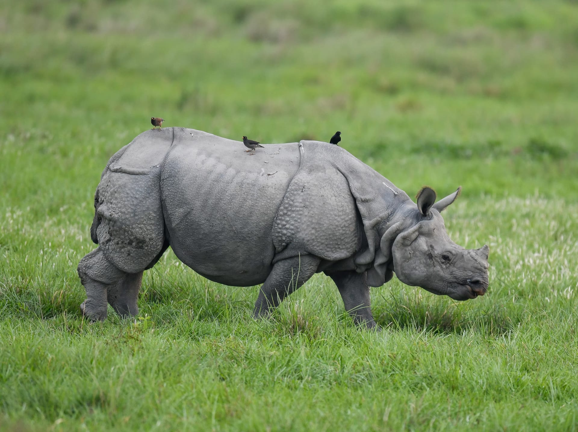 A greater one-horned rhinoceros grazing in green grass with several mynas perched on its back