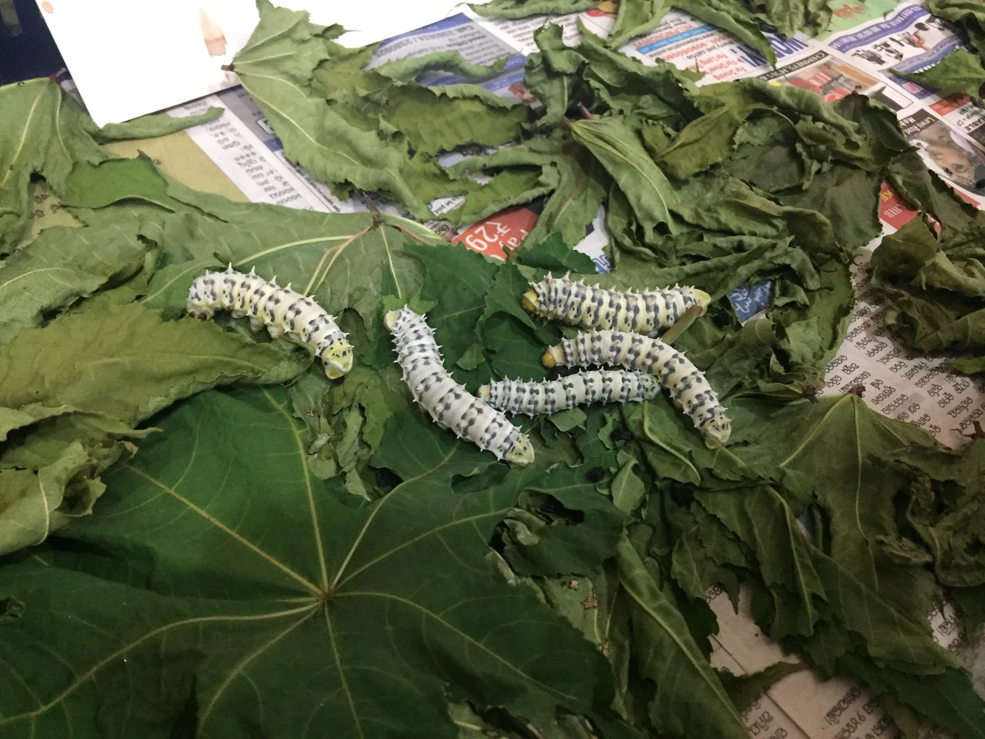 Pale yellow-and-white spiny eri silkworms on green castor leaves spread on a tray