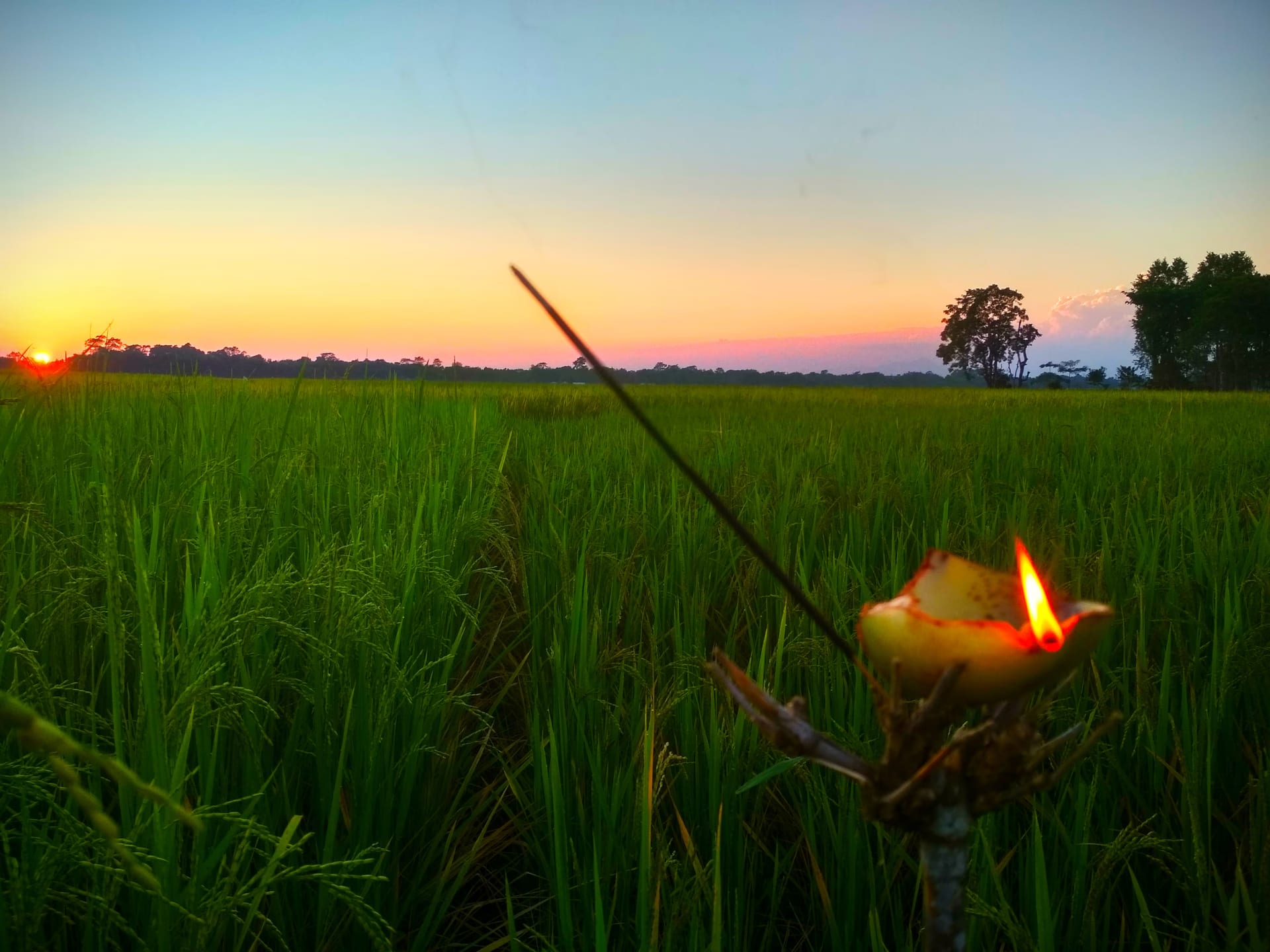 A lamp set in an elephant-apple slice on a stick, burning in a green unripe paddy field at sunset