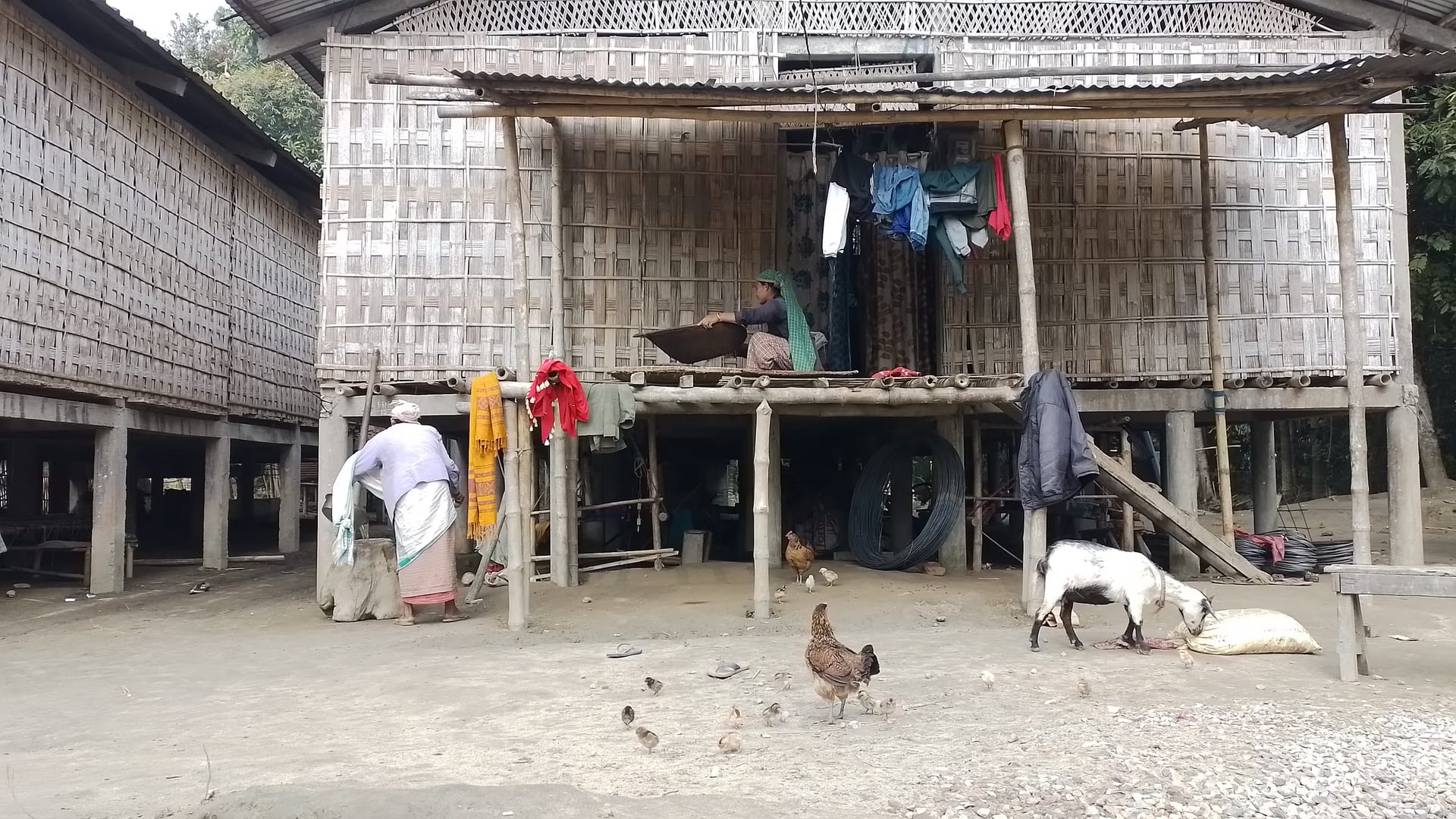 A Mising bamboo stilt house raised on wooden posts, with woven bamboo walls, livestock and poultry on the ground below and the living quarters above