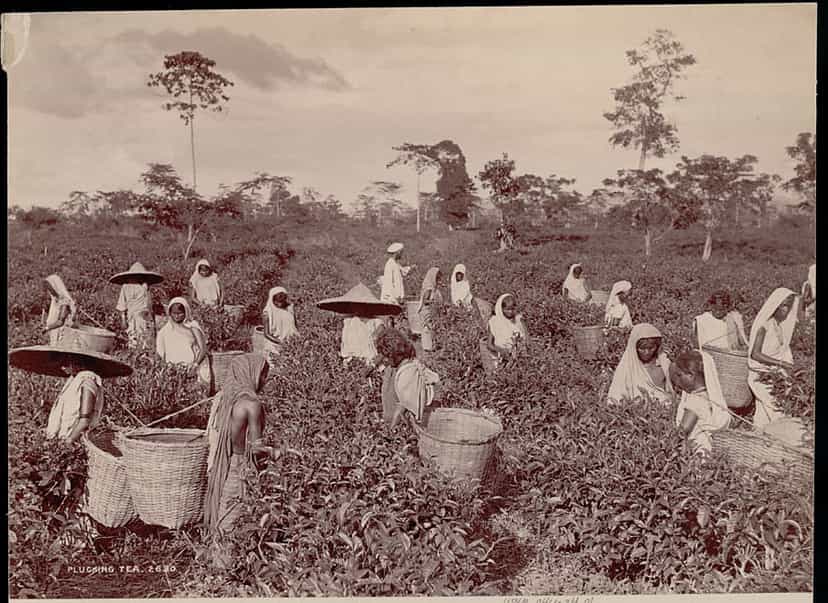 A group of women in white drapes and conical leaf hats picking leaves among waist-high tea bushes, large cane baskets among them, scattered trees on the skyline behind.