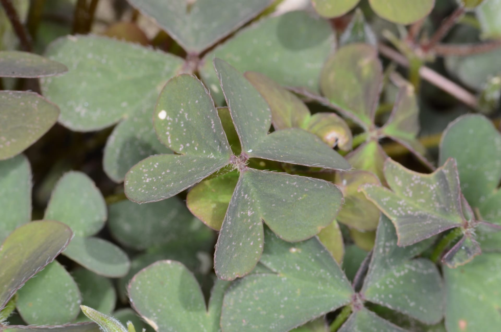 Close-up of small clover-like tengesi leaves