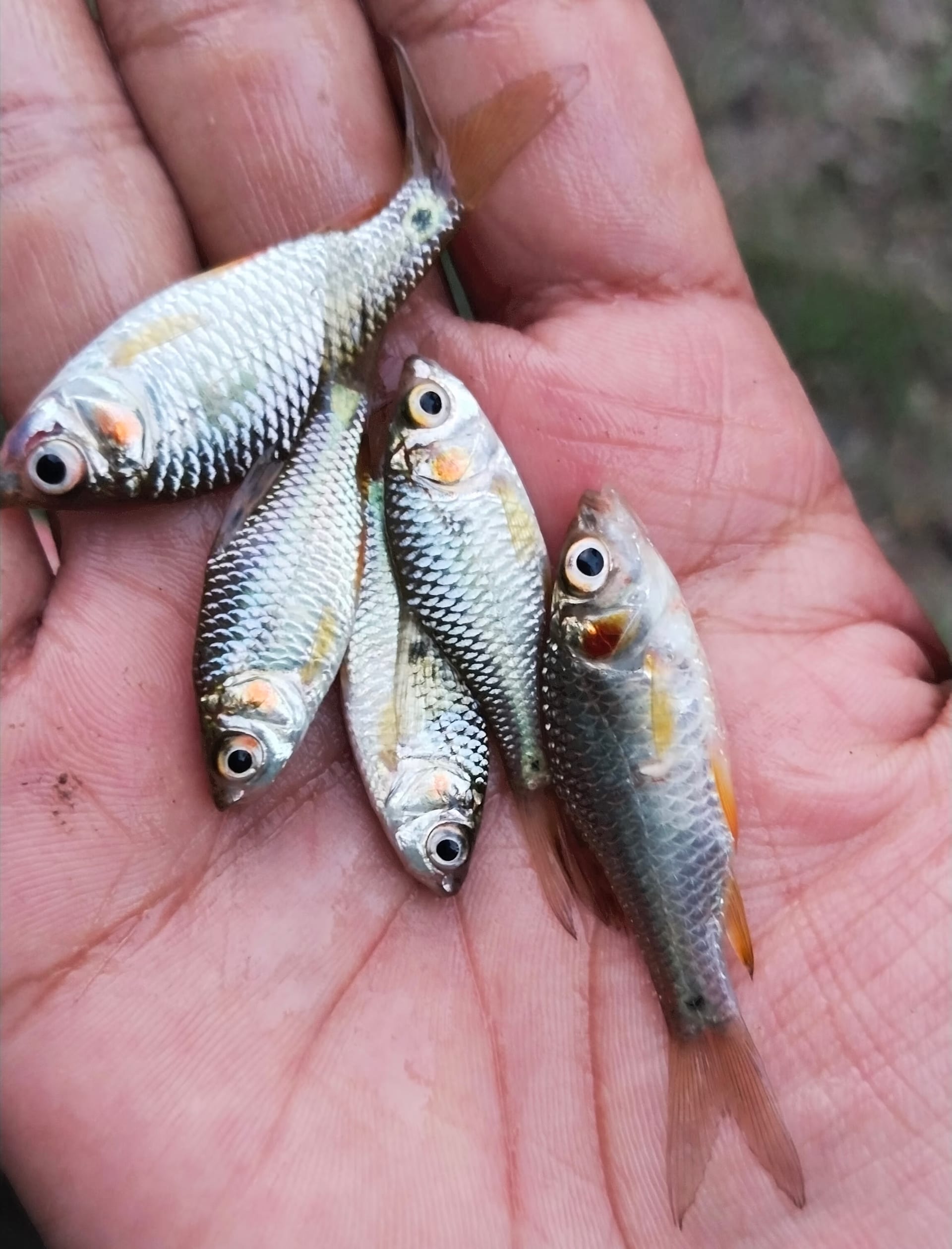Five small silvery puthi fish held in a palm