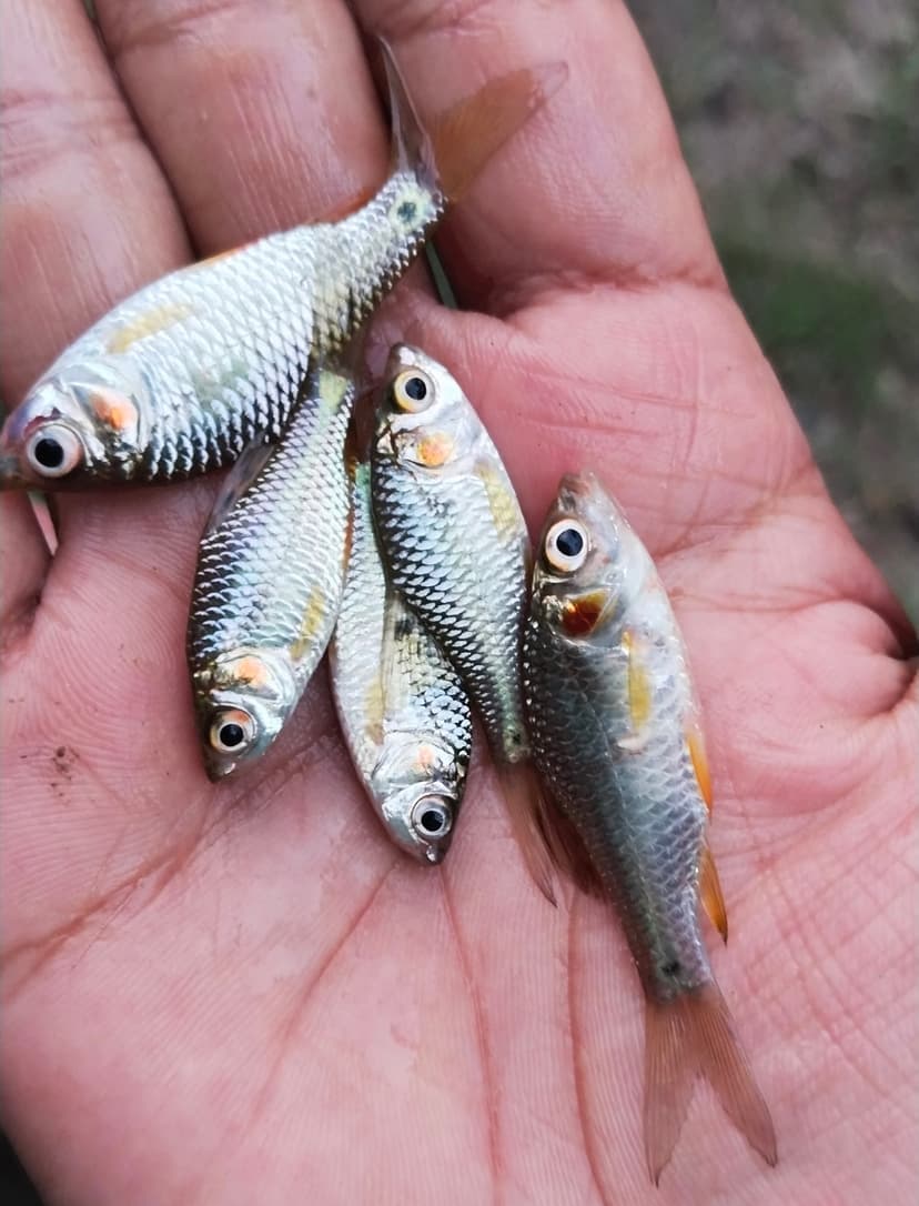 Five small silvery puthi fish held in a palm