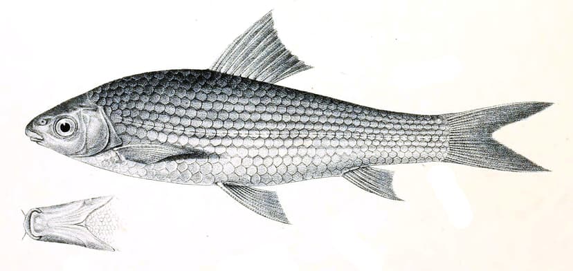 A 19th-century scientific illustration of the bhangon or reba carp fish