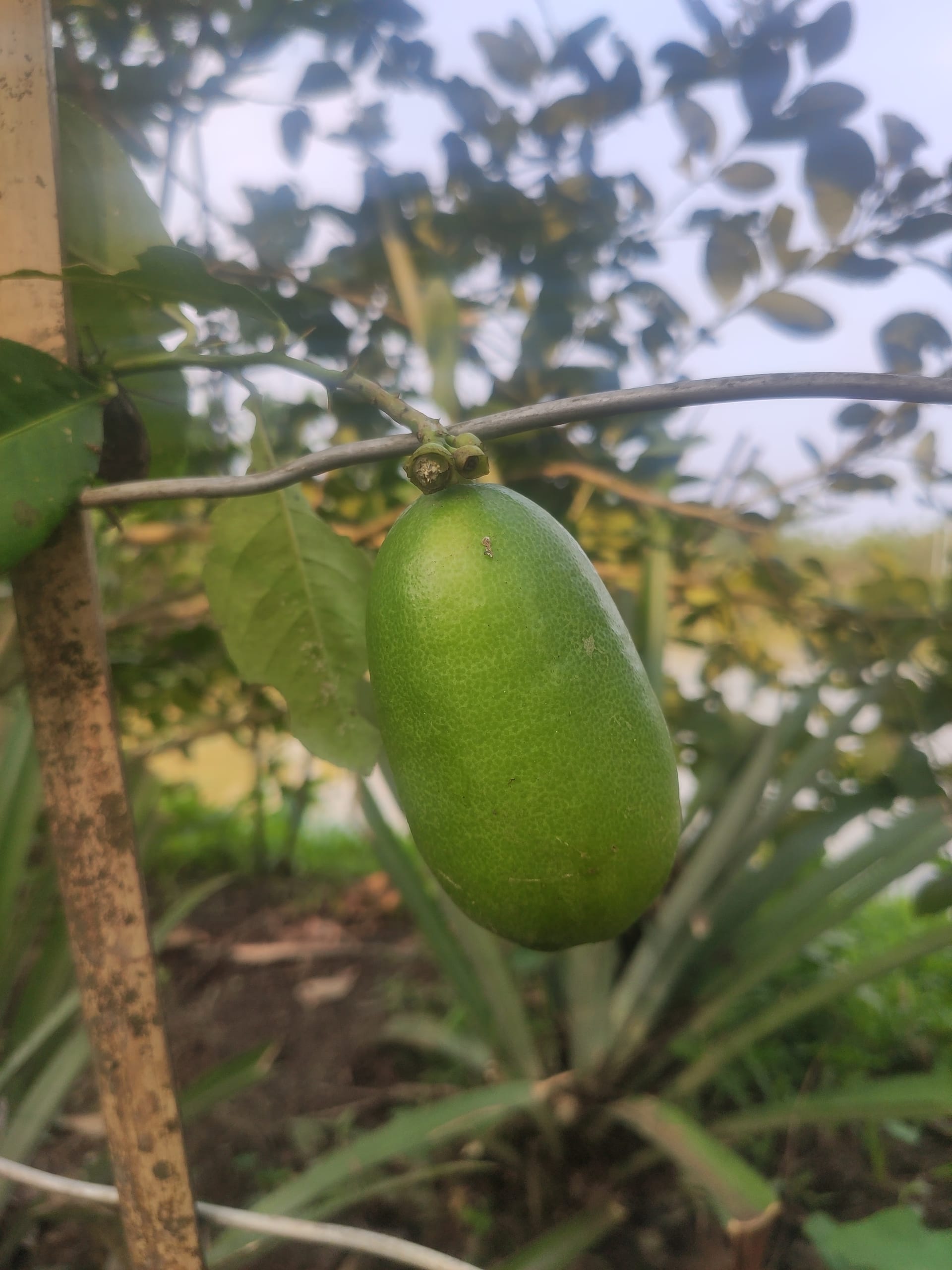 A large green kaji nemu lemon still on its branch