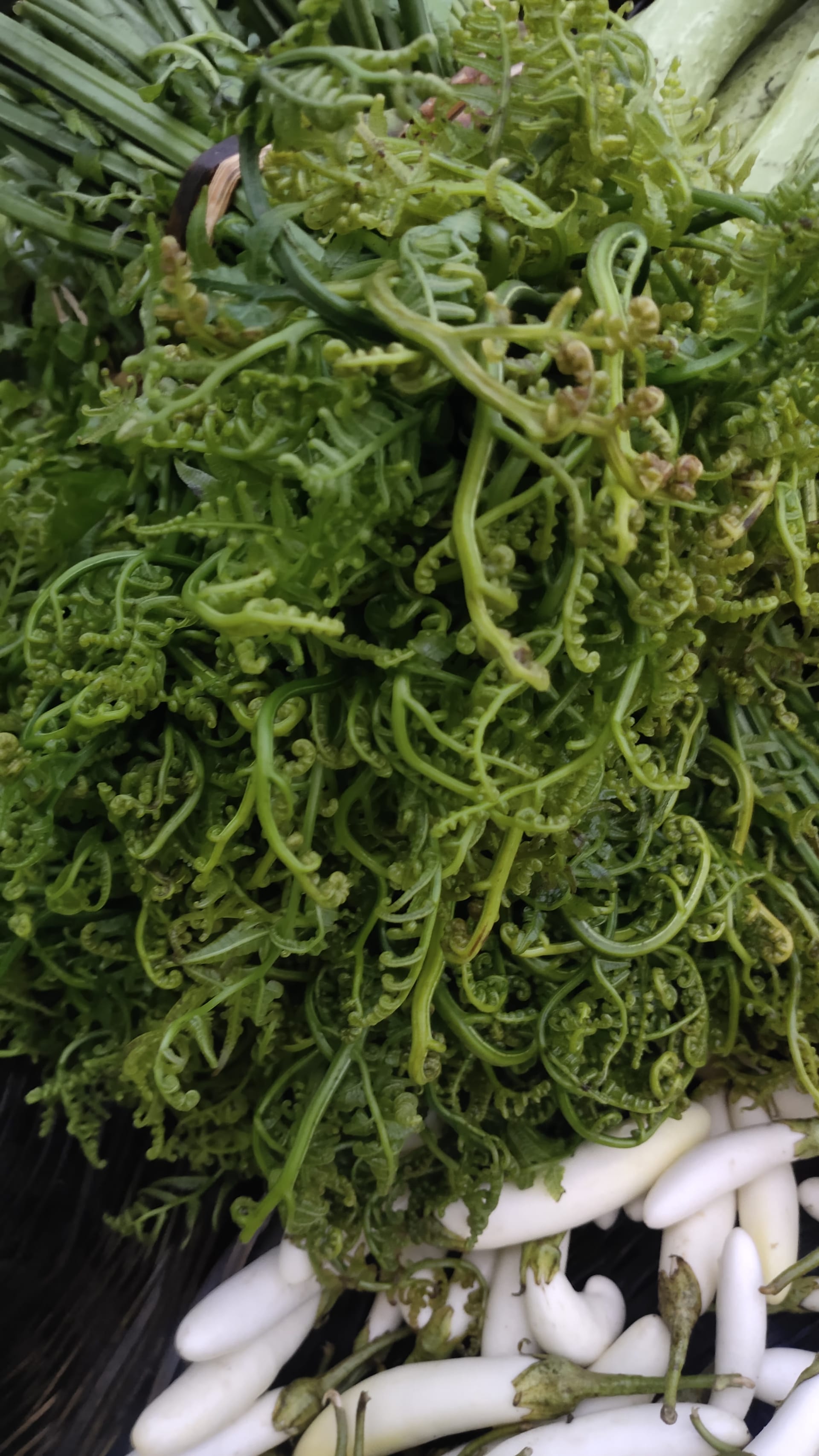 A market bundle of curled green fiddlehead fern fronds