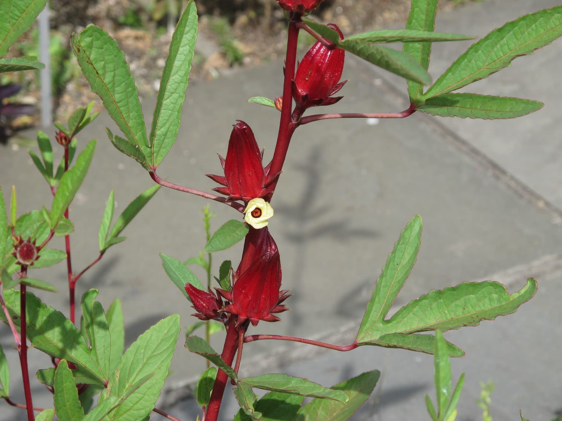 A roselle plant with red calyxes and green leaves