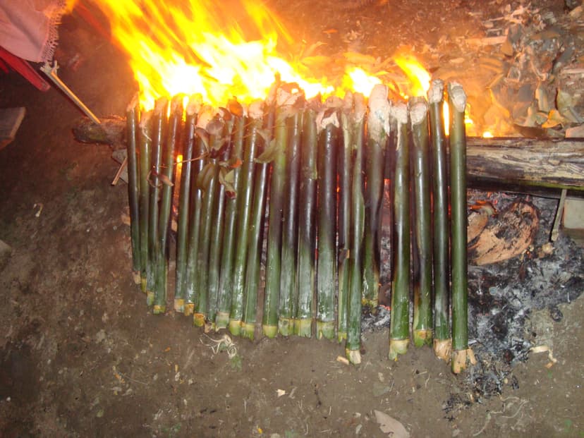 A row of green bamboo tubes packed with rice and jaggery, roasting over an open wood fire