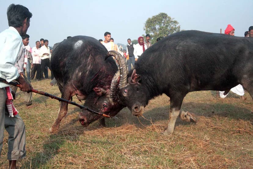 Two buffaloes with locked horns in a harvested field, a handler steadying one with a pole and a crowd of onlookers behind