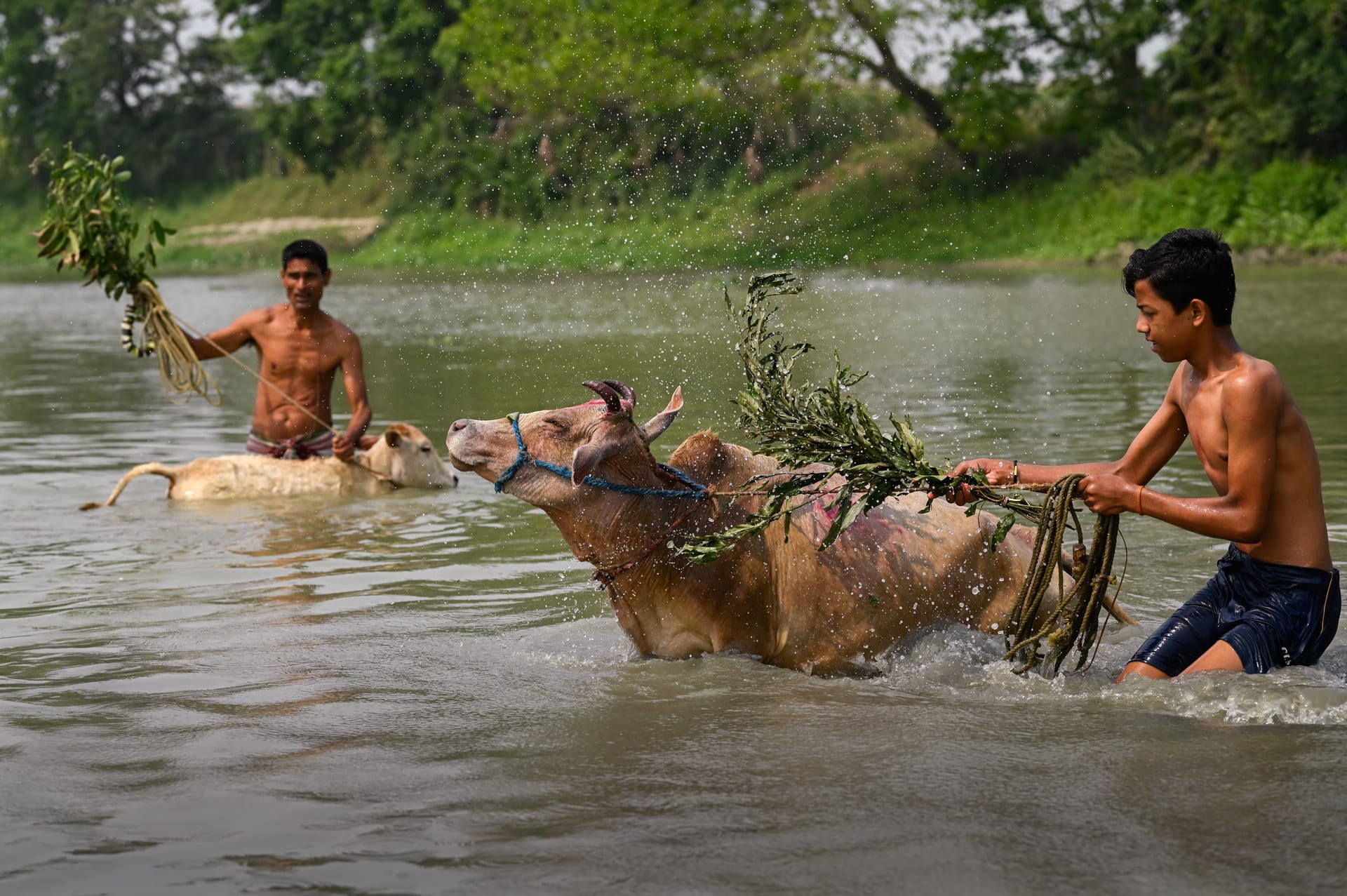 A man and a teenage boy bathing cattle in a river, one swinging leafy herb stalks over a splashing cow with a rope halter