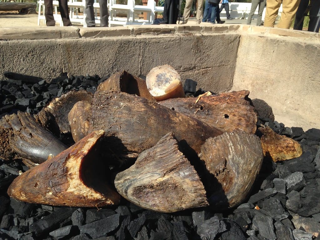 Cut sections of seized rhinoceros horn piled on charcoal before being burned