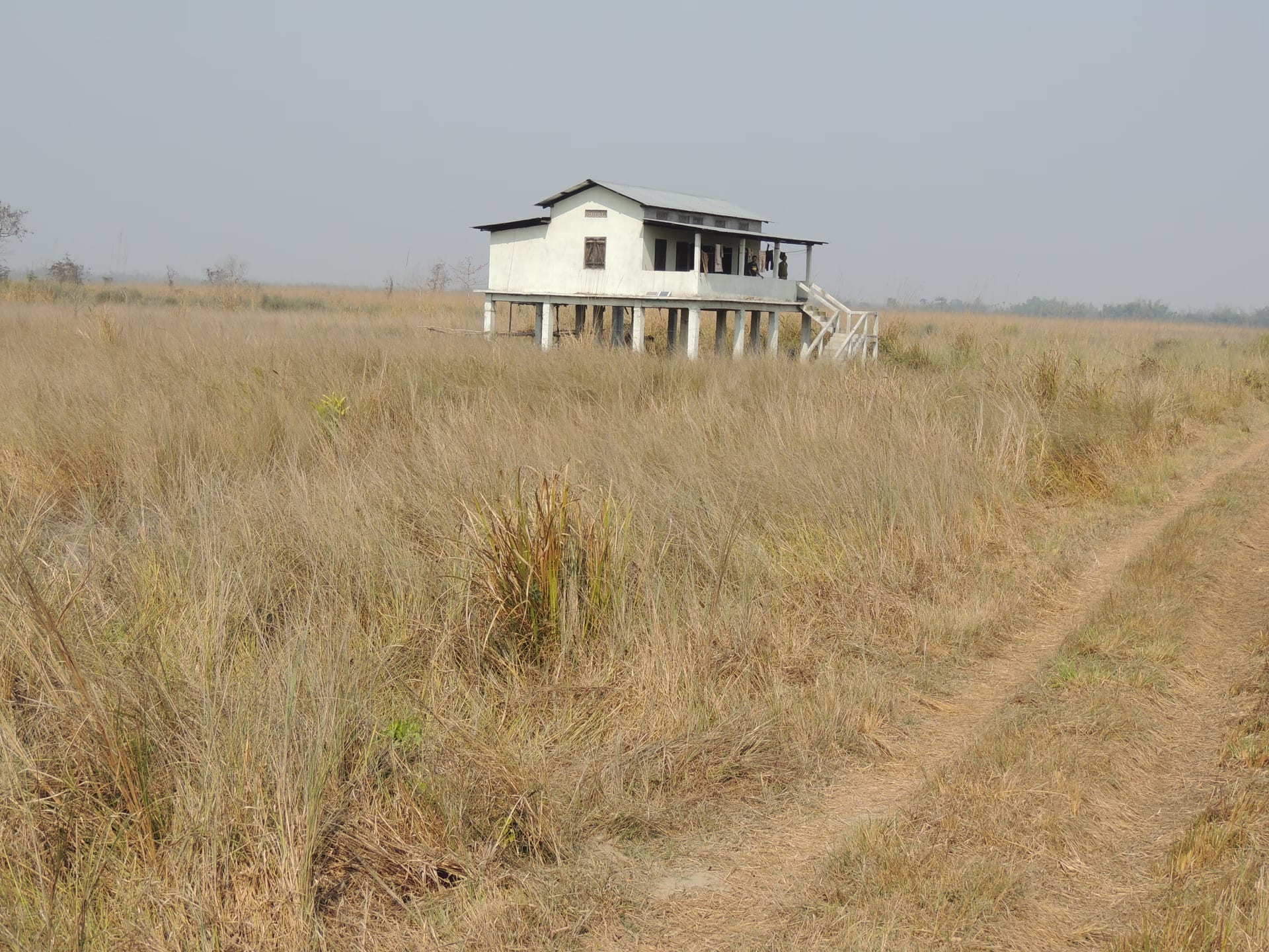 A stilted forest-department anti-poaching camp standing alone in the tall grass of Kaziranga