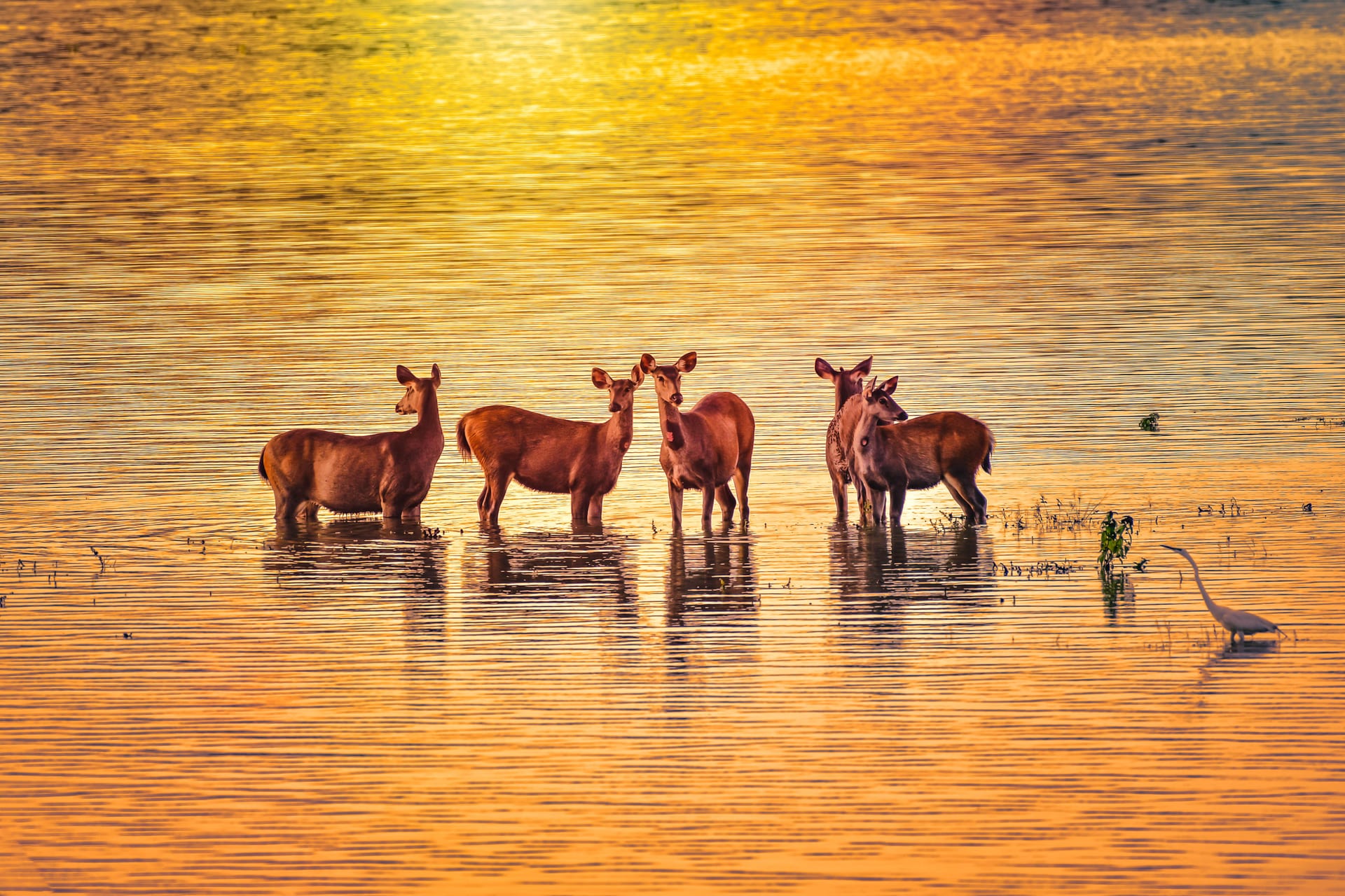 Five sambar deer standing belly-deep in a sheet of floodwater at Kaziranga in golden evening light, an egret at the right