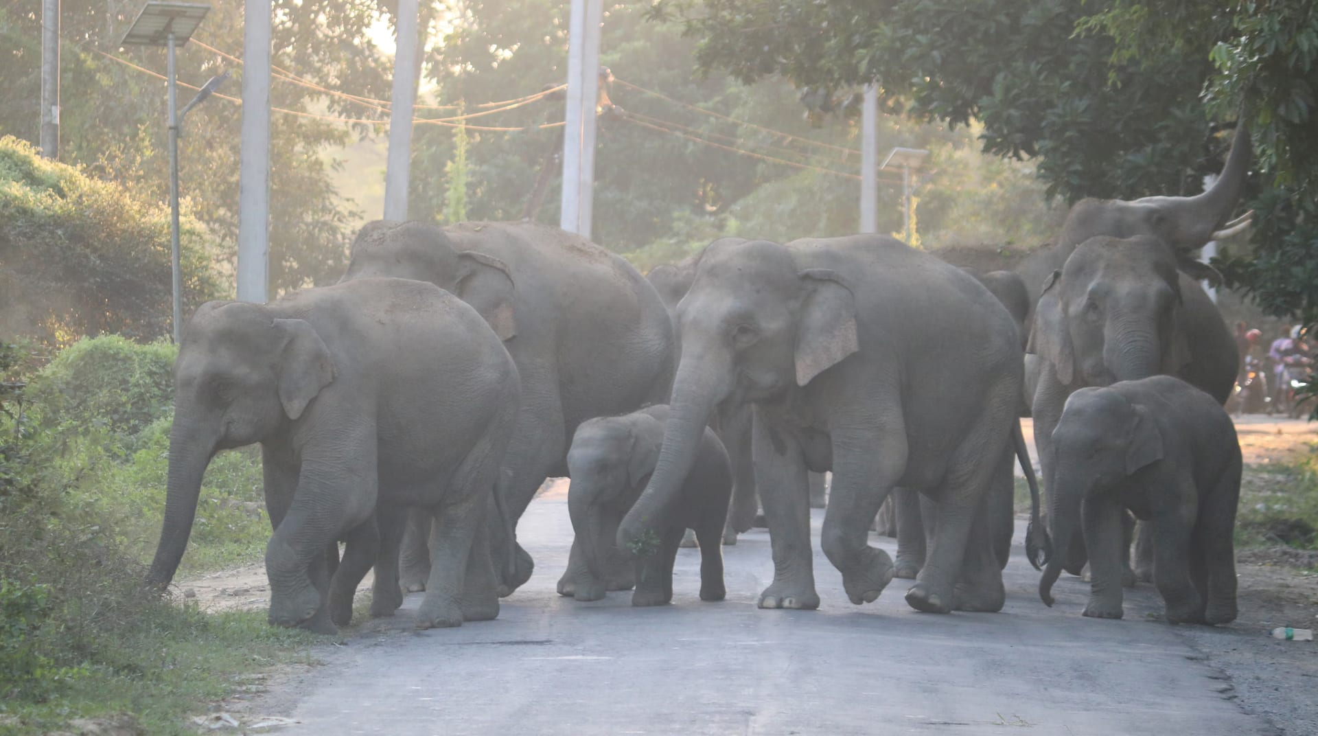 A herd of wild Asian elephants, including calves, crossing a paved road at the edge of forest and habitation