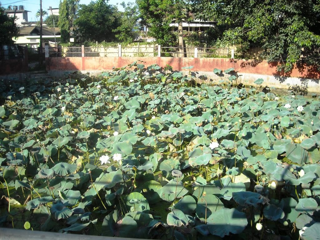 A rectangular masonry-walled town tank in Jorhat carpeted with lotus leaves and white blooms, an ochre boundary wall and Assam-type houses behind
