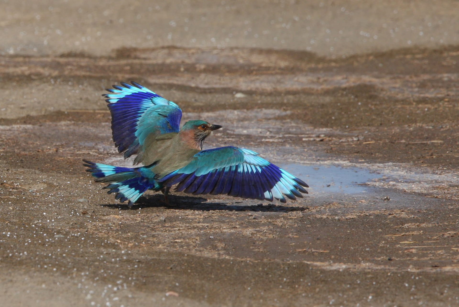 An Indian roller alighting with both wings spread wide and fanned, displaying brilliant bands of electric blue and turquoise across the open wings against pale sandy ground