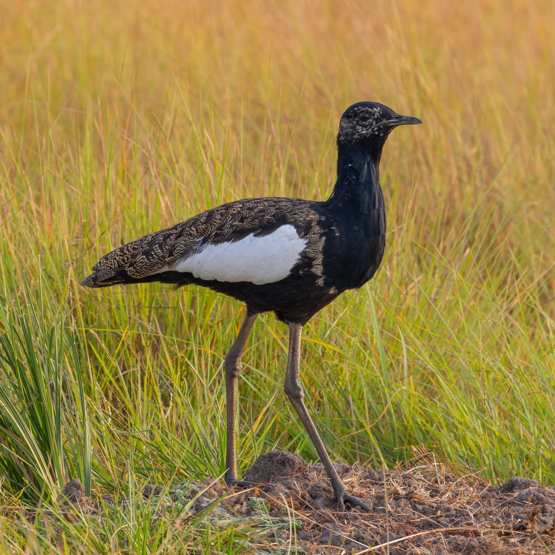 A male Bengal florican in full breeding plumage, glossy black head, neck and underparts with a bold white wing panel and finely mottled buff back, striding through golden grassland